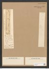 Surirella anceps (Breb.) Lew. (de-Toni-Nr.: Genus 53, Species 2314) Zeichnungen Sammlung Grunow Nr. 4763 (NHMW-BOT-W0372883)